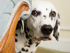 Fearful Dog