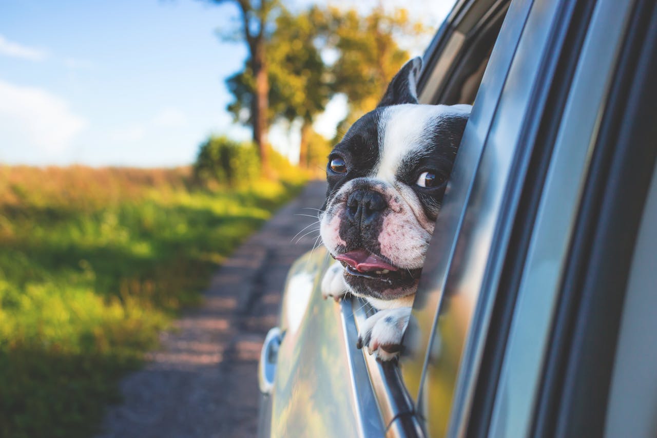 Training Your Dog to Ride Calmly in the Car