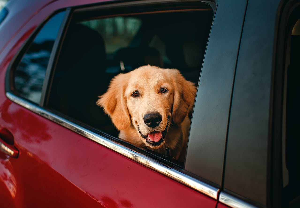 Training Your Dog to Ride Calmly in the Car