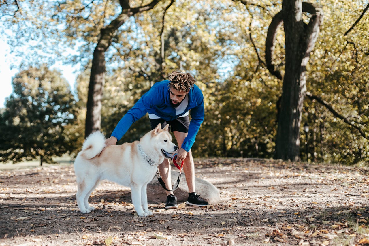 Incorporate Dog Training into Daily Walks