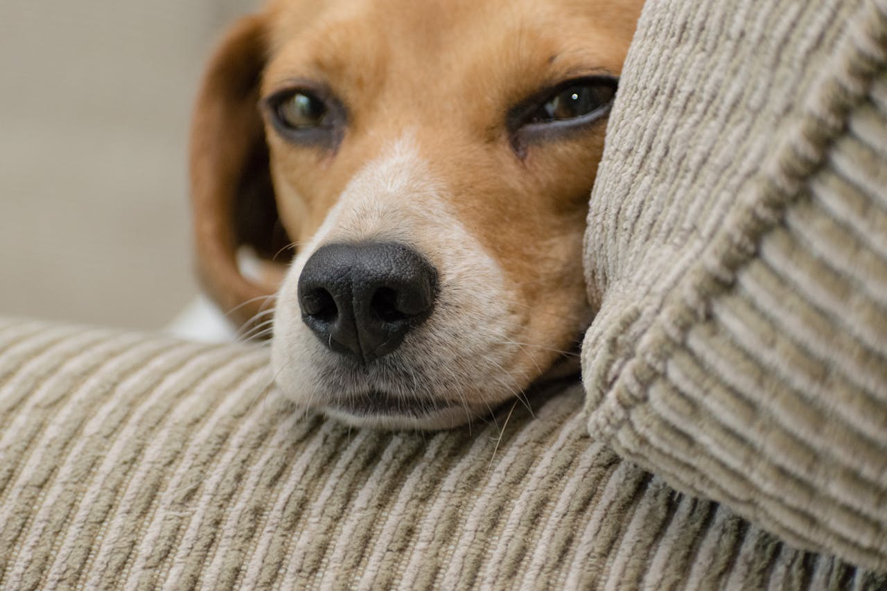 Rest Days for Dogs in Training