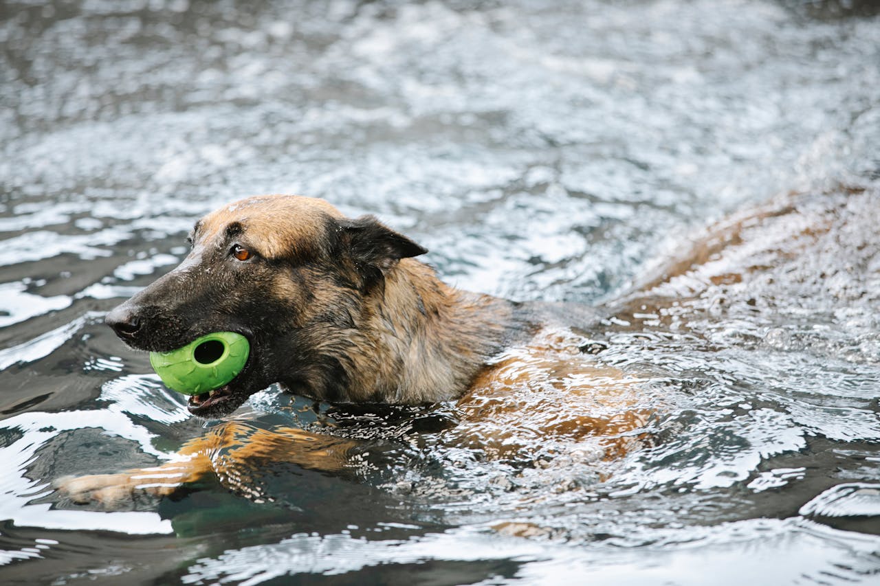 Exercise and Good Behavior in Dogs