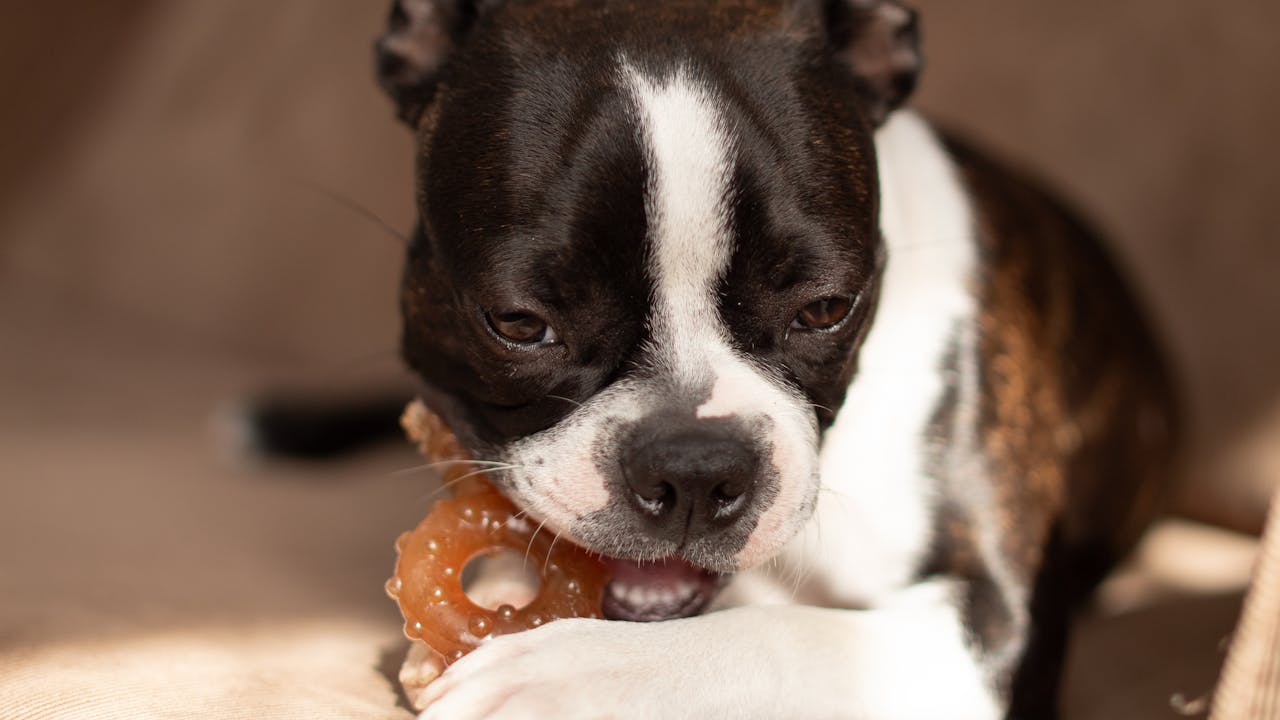 Best Training Treats for Dog Dental Health