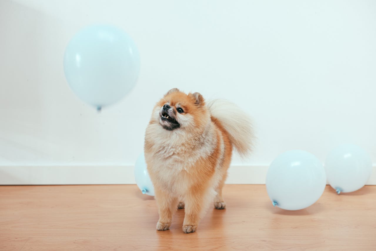 Stop Dog Barking at Home