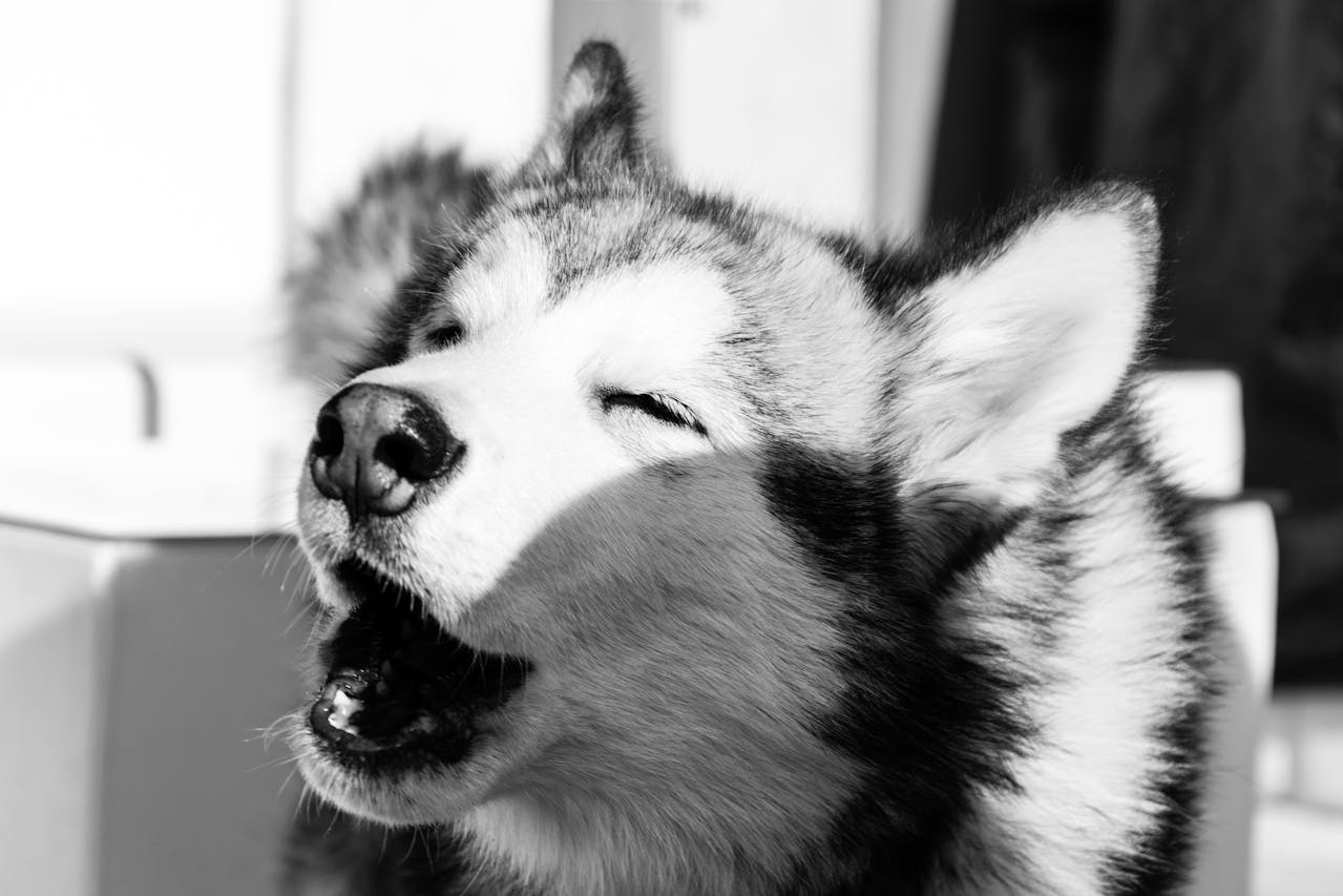Stop Dog Barking at Home