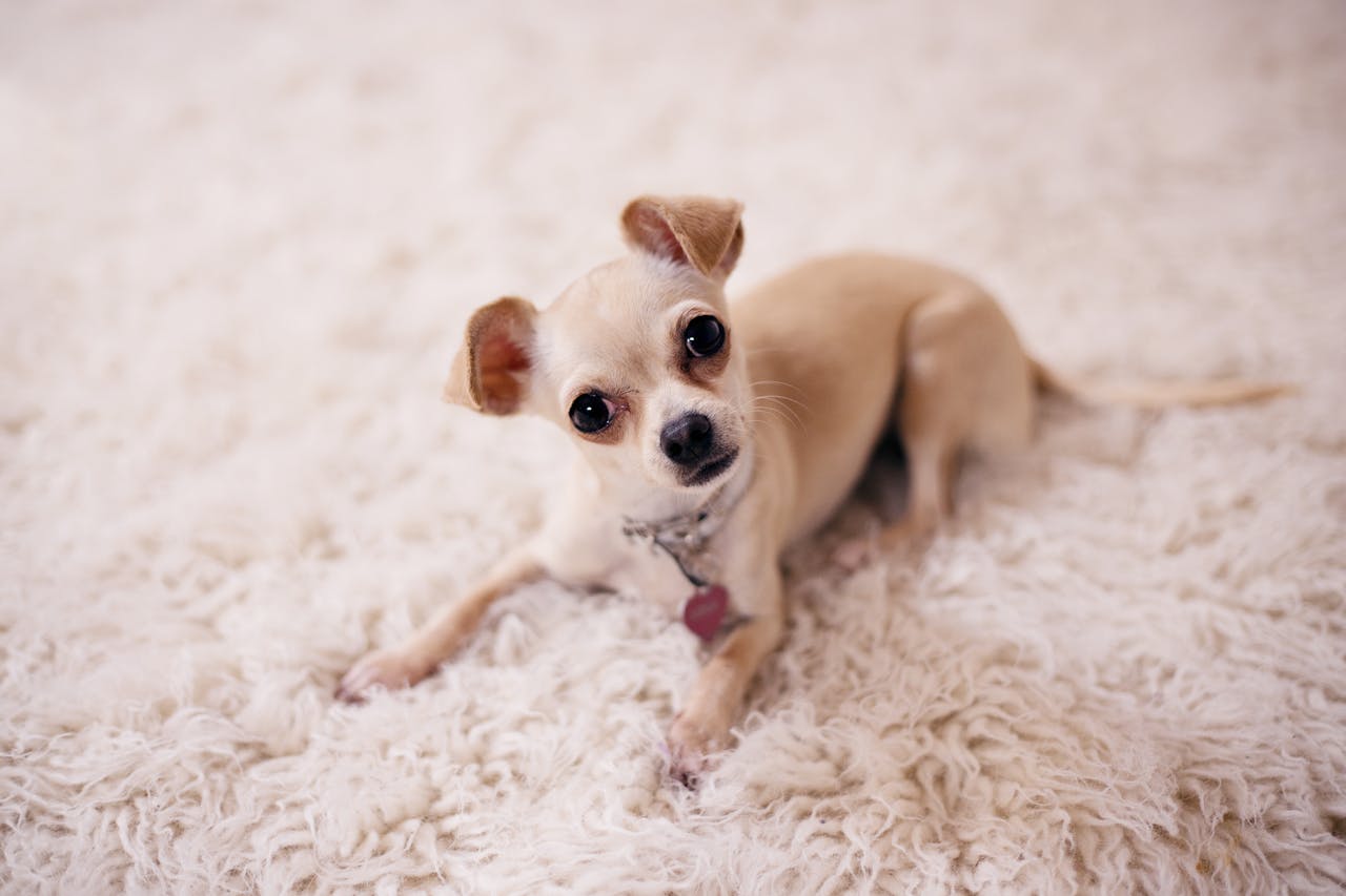 Stop Dog Barking at Home