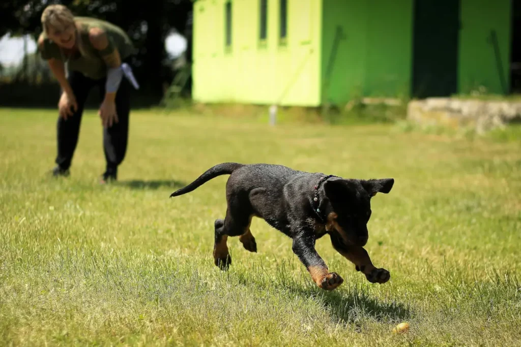 a professional training a dog