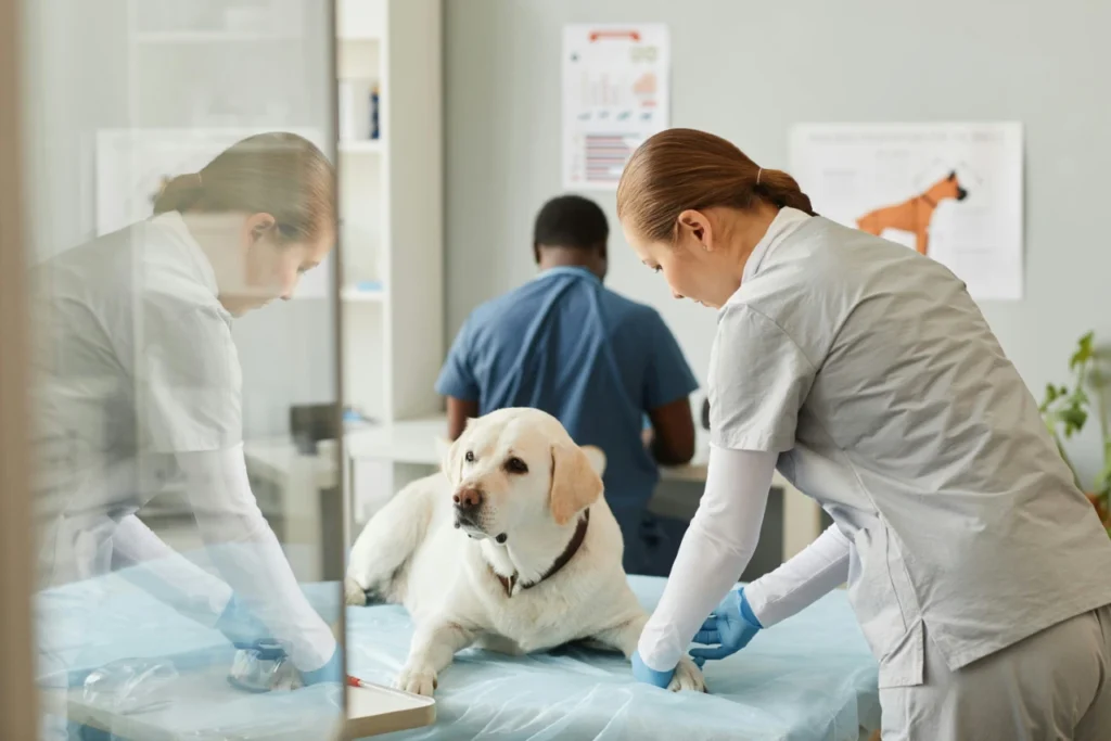 dog at the vet clinic