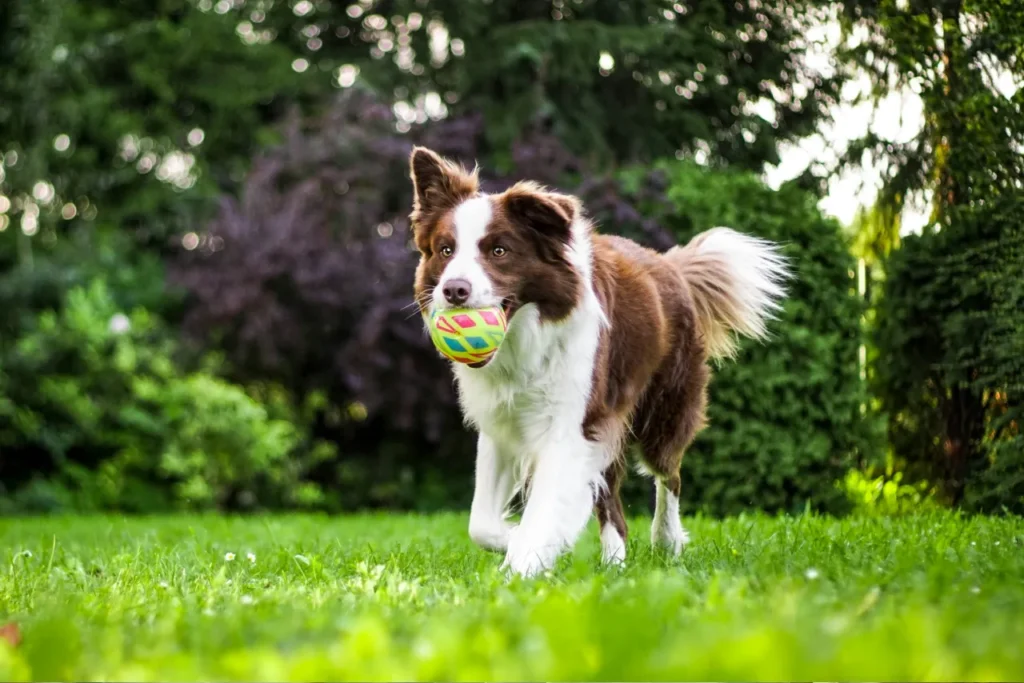 dog playing fetch at a park