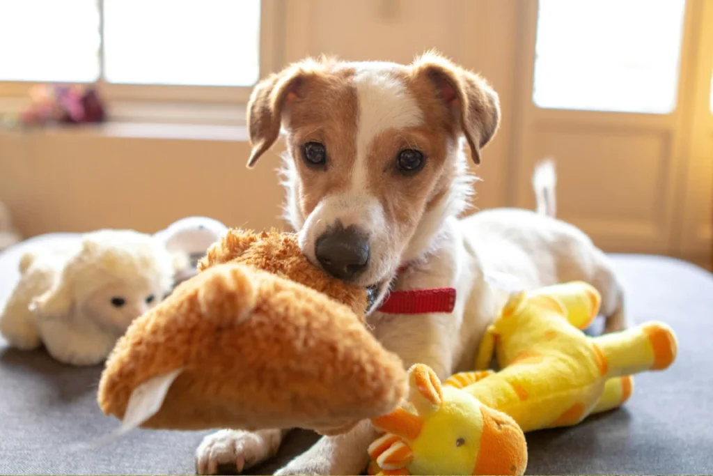 dog playing with his clean toys in his bed