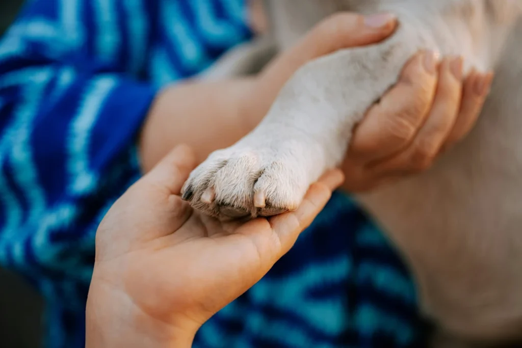 inspecting a dog's paw