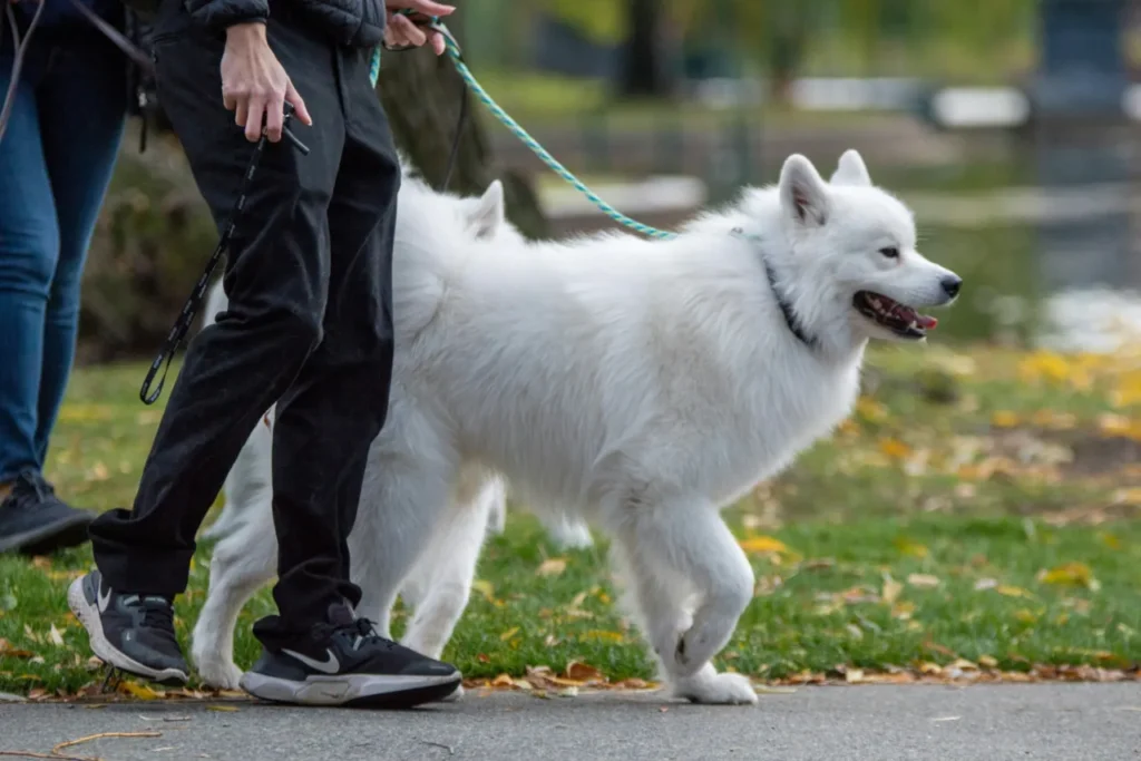 man walking a limping dog