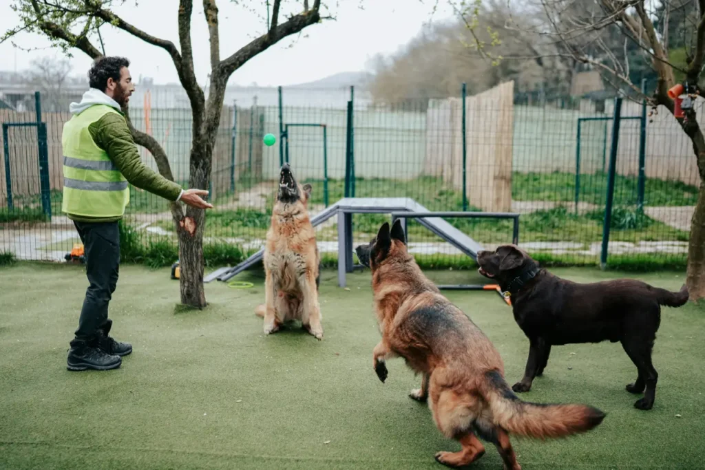 professional training program required for other dogs