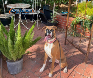 Boxer sitting calmly in garden during dog training