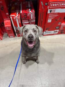 Gray dog sitting calmly near distractions in a store