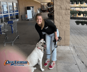 White dog sitting calmly beside trainer in public