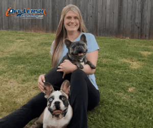 Two French Bulldogs staying calm with owner outdoors