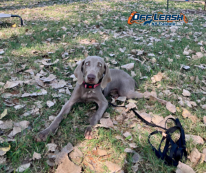 Gray dog lying on grass during outdoor training