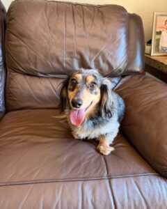 Dachshund puppy relaxing on couch during home training