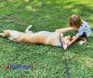 Child petting playful Golden Retriever lying on grass