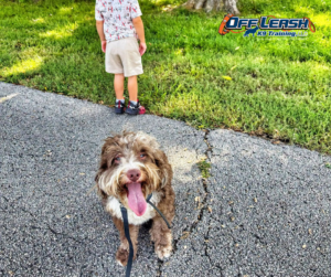 Brown puppy sitting calmly near child during outdoor play