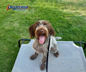 Brown dog sitting on raised bed during obedience training