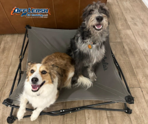 Two dogs sitting on raised bed during puppy training