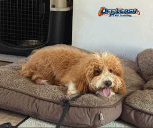 Fluffy puppy resting on dog bed beside a crate